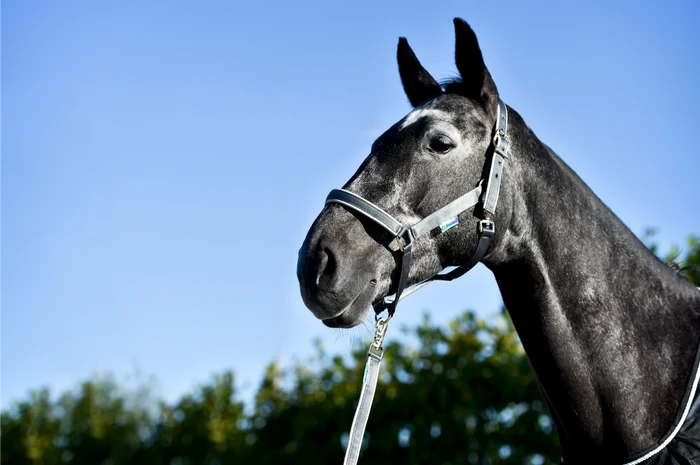 Bucas Kantar Dublin - Cavalo
