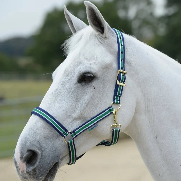 Bucas Kantar Dublin - Cavalo