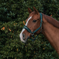 Curafyt Halter