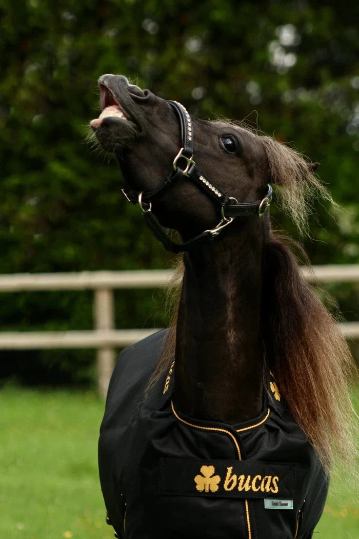 Derka Bucas Irish Turnout 0g Navy/Gold - Cavalo
