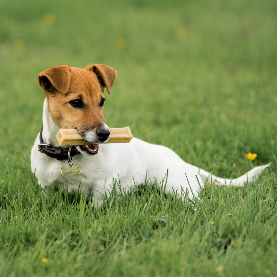 vegetarian dental stick dog puppy yak cow milk