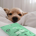 dog sleeping