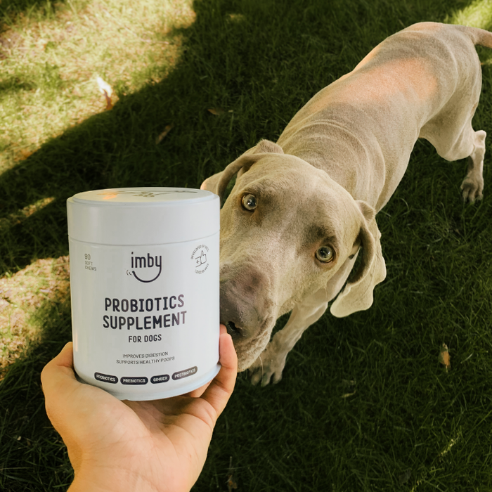IMBY Probiotics Supplement