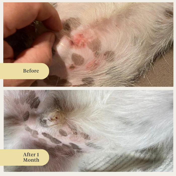 dog, puppy, salmon oil, omega-3, itchy skin, dry skin, joints, immunity, supplement, food supplement | localization: EN