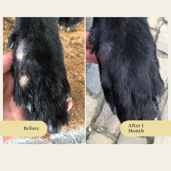 dog, puppy, salmon oil, omega-3, itchy skin, dry skin, joints, immunity, supplement, food supplement | localization: EN
