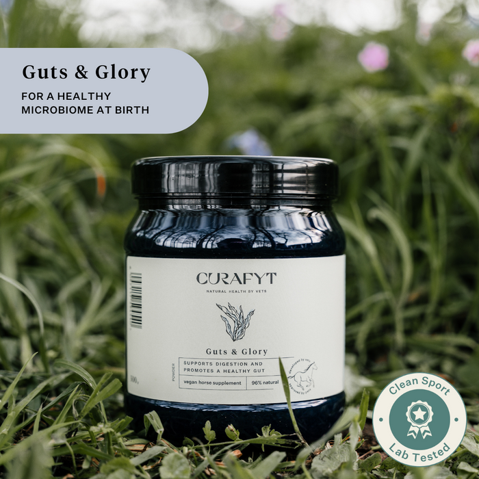 Guts and Glory Pot