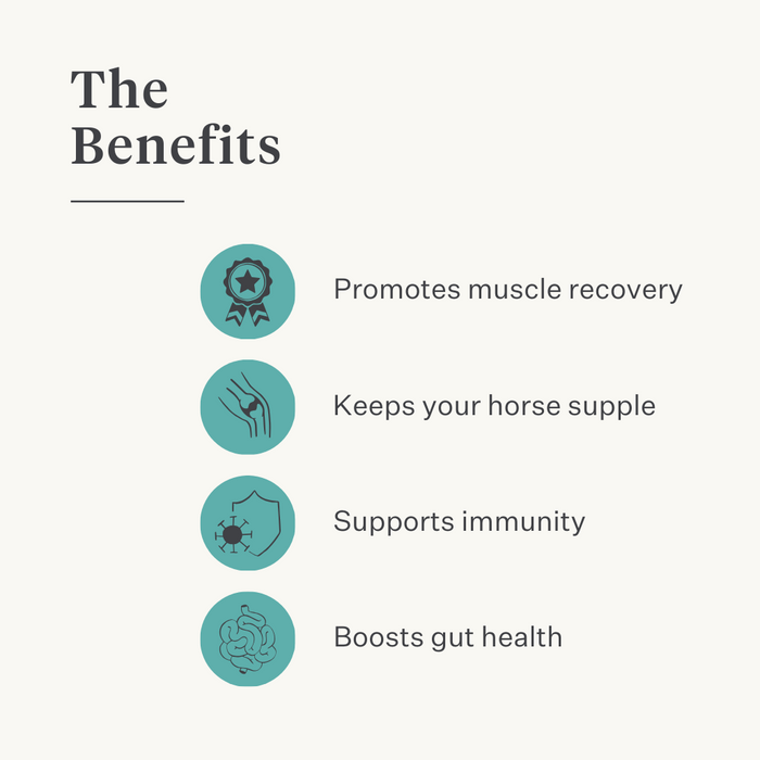 immunity skin gut turmeric curcumin horse pony| localization: EN