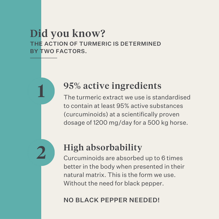 immunity skin gut turmeric curcumin horse pony| localization: EN