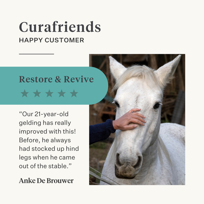 immunity skin gut turmeric curcumin horse pony| localization: EN