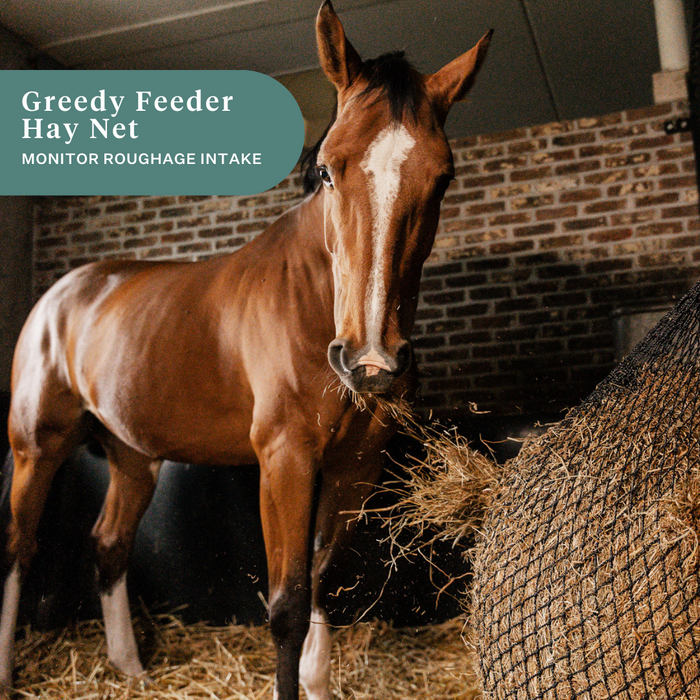 haynet horse